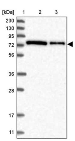 PKC iota Antibody, Novus Biologicals 0.1mL; Unlabeled:Antibodies, Polyclonal