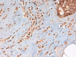 PKM1 Antibody - BSA Free, Novus Biologicals 0.1mL; Unlabeled:Antibodies,