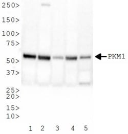 PKM1 Antibody - BSA Free, Novus Biologicals 0.1mL; Unlabeled:Antibodies,