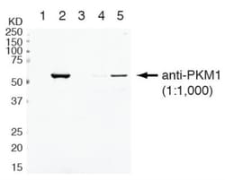 PKM1 Antibody - BSA Free, Novus Biologicals 0.1mL; Unlabeled:Antibodies,