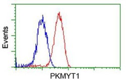 PKMYT1 Antibody (OTI5E1), Novus Biologicals 0.1mL; Unlabeled:Antibodies,