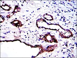 PKN2 Antibody (1D1), Novus Biologicals 0.1mL; Unlabeled:Antibodies, Monoclonal