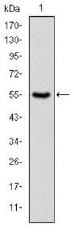 PKN2 Antibody (1D1), Novus Biologicals 0.1mL; Unlabeled:Antibodies, Monoclonal
