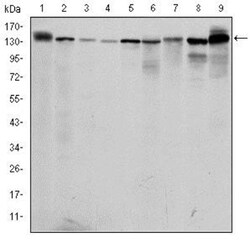 PKN2 Antibody (1D1), Novus Biologicals 0.1mL; Unlabeled:Antibodies, Monoclonal