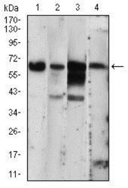 PKR Antibody (6H3A10) - BSA Free, Novus Biologicals 0.1mL; Unlabeled:Antibodies,