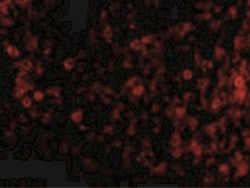 PKR Antibody - BSA Free, Novus Biologicals 0.025 mg, Unconjugated:Antibodies,