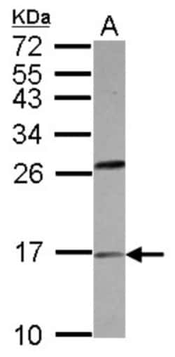 PLA2G1B Antibody, Novus Biologicals 0.1 mL | Buy Online | Novus Biologicals | Fisher Scientific