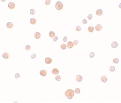PLAC2 Antibody - BSA Free, Novus Biologicals 0.1mg; Unlabeled:Antibodies,