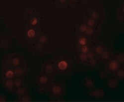 PLAC4 Antibody - BSA Free, Novus Biologicals:Antibodies:Primary Antibodies