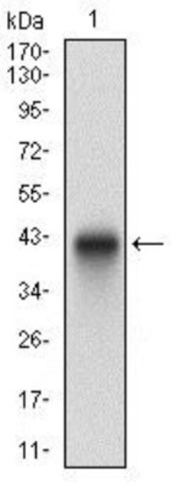 PLAGL1 Antibody (8D8C5) - BSA Free, Novus Biologicals 0.025 mL, Unlabeled:Antibodies,