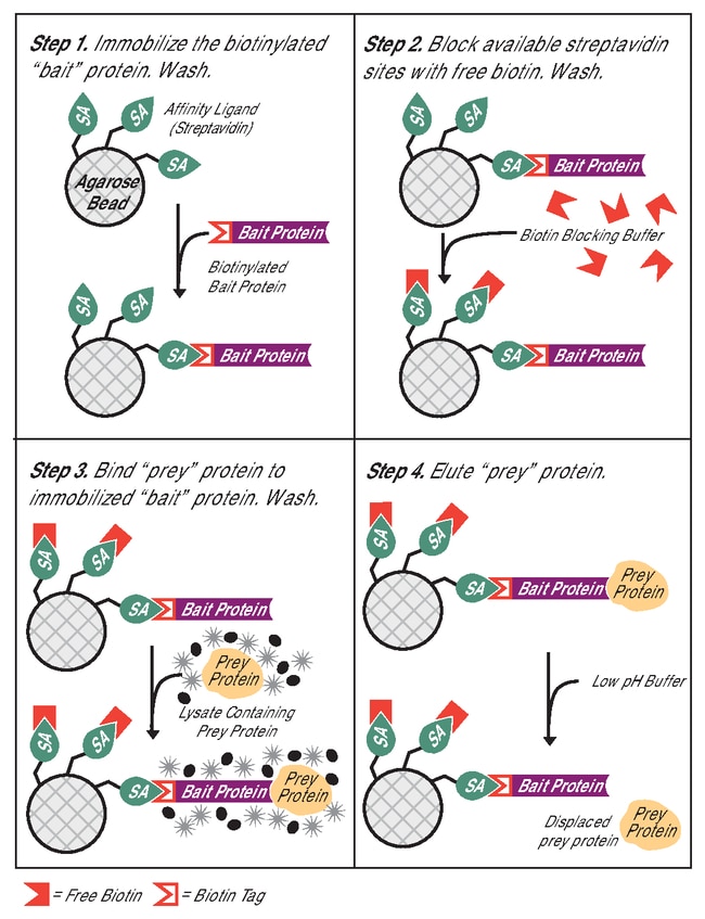 Thermo Scientific Pierce Biotinylated Protein Interaction PullDown Kit