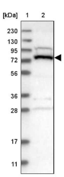 PLAP Antibody, Novus Biologicals 0.1mL; Unlabeled:Anticuerpos