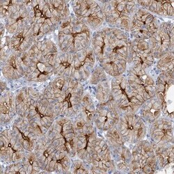Plasmolipin Antibody, Novus Biologicals 0.1mL; Unlabeled:Antibodies, Polyclonal