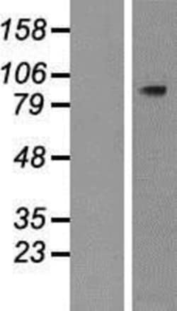 Novus Biologicals&trade;&nbsp;PLCD4 Overexpression Lysate
