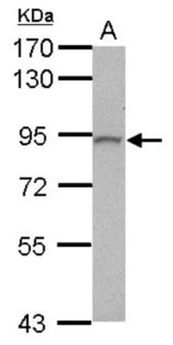 PLC-delta 3 Antibody, Novus Biologicals 0.1 mL | Buy Online | Novus Biologicals | Fisher Scientific