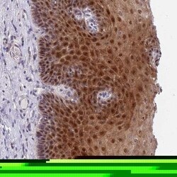 PLCL2 Antibody, Novus Biologicals:Antibodies:Primary Antibodies