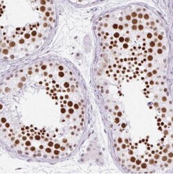 PLCXD2 Antibody, Novus Biologicals:Antibodies:Primary Antibodies