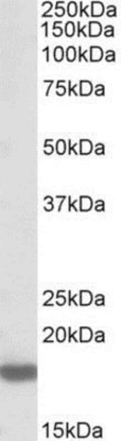 Pleiotrophin/PTN Antibody, Novus Biologicals 0.1mg; Unlabeled:Antibodies,