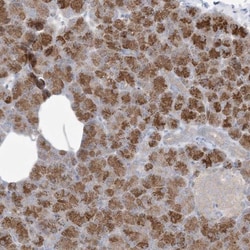 PLEKHA3 Antibody, Novus Biologicals 0.1mL; Unlabeled:Antibodies, Polyclonal