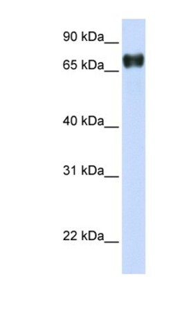 PLEKHA4 Antibody, Novus Biologicals:Antibodies:Primary Antibodies