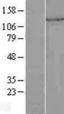 Novus Biologicals&trade;&nbsp;PLEKHA7 Overexpression Lysate