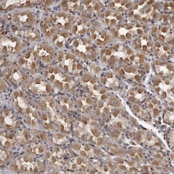 PLEKHF2 Antibody, Novus Biologicals:Antibodies:Primary Antibodies