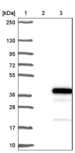 PLEKHF2 Antibody, Novus Biologicals:Antibodies:Primary Antibodies