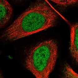 PLEKHG1 Antibody, Novus Biologicals:Antibodies:Primary Antibodies