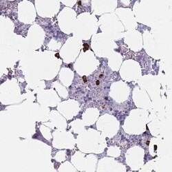 PLEKHG2 Antibody, Novus Biologicals 25 &mu;L, Unlabeled:Antibodies, Polyclonal