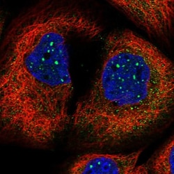 PLEKHG4B Antibody, Novus Biologicals:Antibodies:Primary Antibodies