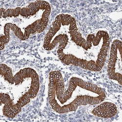 PLEKHG4B Antibody, Novus Biologicals:Antibodies:Primary Antibodies