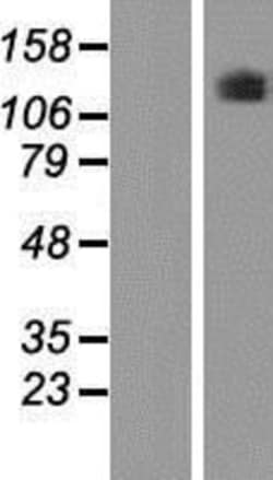 Novus Biologicals&trade;&nbsp;PLEKHG5 Overexpression Lysate