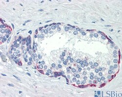 PLEKHH2 Antibody, Novus Biologicals 0.05mg; Unlabeled:Antibodies, Polyclonal