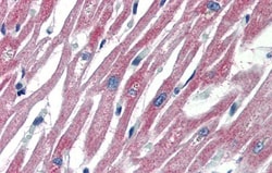 PLEKHH2 Antibody, Novus Biologicals 0.05mg; Unlabeled:Antibodies, Polyclonal