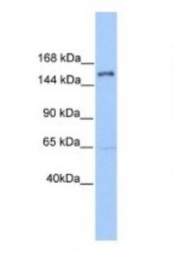 PLEKHH2 Antibody, Novus Biologicals 0.05mg; Unlabeled:Antibodies, Polyclonal