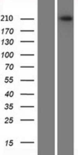 Novus Biologicals&trade;&nbsp;Plexin A2 Overexpression Lysate