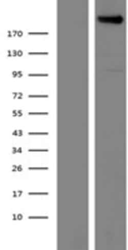 Novus Biologicals™ Plexin A4 Overexpression Lysate