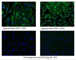 PLGF Antibody (3B10) - Azide and BSA Free, Novus Biologicals:Antibodies:Primary