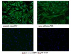 PLGF Antibody (3B10) - Azide and BSA Free, Novus Biologicals:Antibodies:Primary
