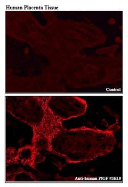 PLGF Antibody (3B10) - Azide and BSA Free, Novus Biologicals:Antibodies:Primary