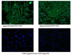 PLGF Antibody (3B10) - Azide and BSA Free, Novus Biologicals:Antibodies:Primary