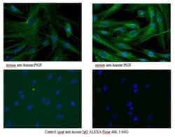 PLGF Antibody (3B10) - Azide and BSA Free, Novus Biologicals:Antibodies:Primary