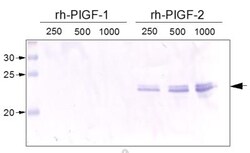 PLGF Antibody (3B10) - Azide and BSA Free, Novus Biologicals:Antibodies:Primary