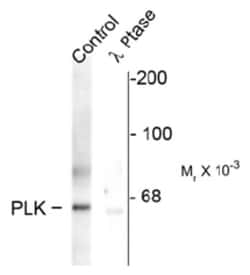 PLK1, p Thr210 Antibody, Novus Biologicals 0.1mL; Unlabeled:Antibodies,