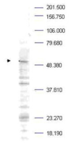 PLK1, p Thr210 Antibody, Novus Biologicals 0.1mg; Unlabeled:Antibodies,