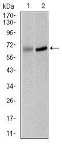 PLK1 Antibody (3C11) - BSA Free, Novus Biologicals 0.025 mL, Unconjugated:Antibodies,