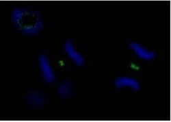 PLK1 Antibody, Novus Biologicals 0.1mg; Unlabeled:Antibodies, Polyclonal
