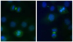PLK1 Antibody, Novus Biologicals 0.1mg; Unlabeled:Antibodies, Polyclonal