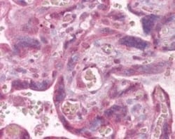 PLK1 Antibody, Novus Biologicals 0.05 mL | Buy Online | Novus Biologicals | Fisher Scientific