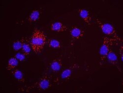 PLK1 Antibody, Novus Biologicals 0.1mg; Unlabeled:Antibodies, Polyclonal